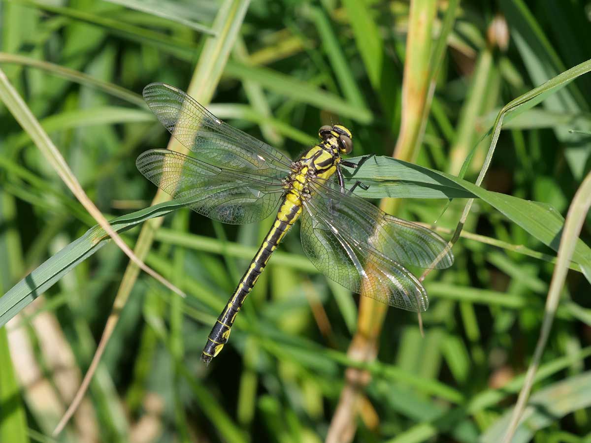 Gomphus_vulgatissimus